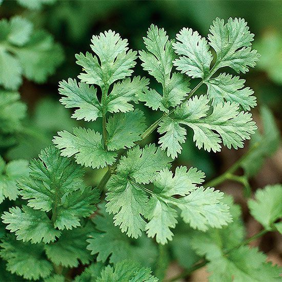 Close-up of fresh green cilantro leaves in a garden setting. Ideal for recipes and herbal remedies.