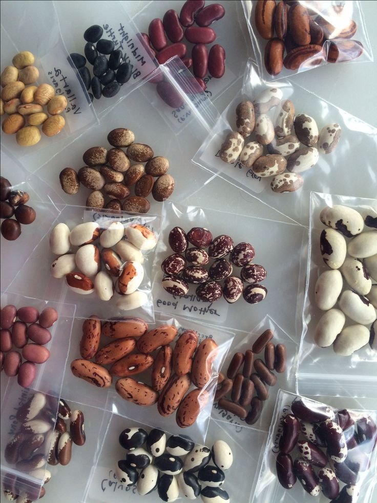 A variety of colorful beans in labeled plastic bags displayed on a table, showcasing diverse seed types.