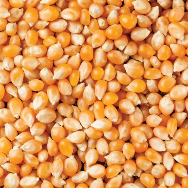 Close-up of vibrant orange popcorn kernels, ideal for making fresh homemade popcorn snacks.