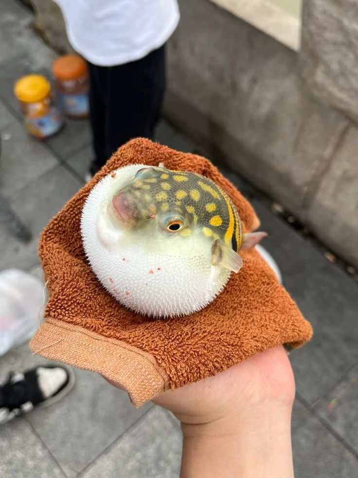 Person holding a pufferfish wrapped in an orange towel, showcasing its distinct round shape and yellow spots.