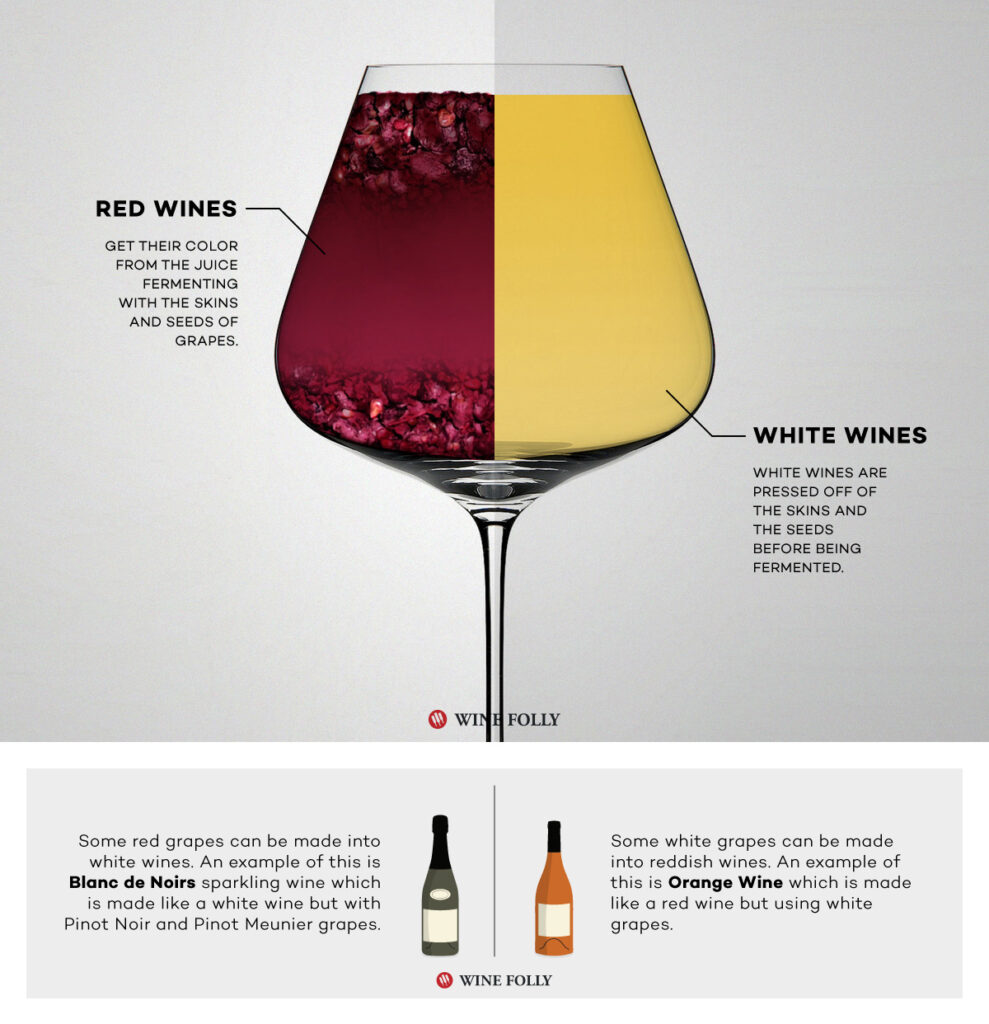 Comparison of red and white wine production showing grape fermentation differences in a split wine glass illustration.