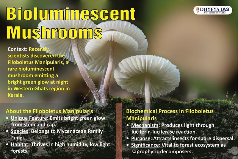 Image of bioluminescent mushrooms, Filoboletus manipularis, glowing green, discovered in Kerala's Western Ghats.