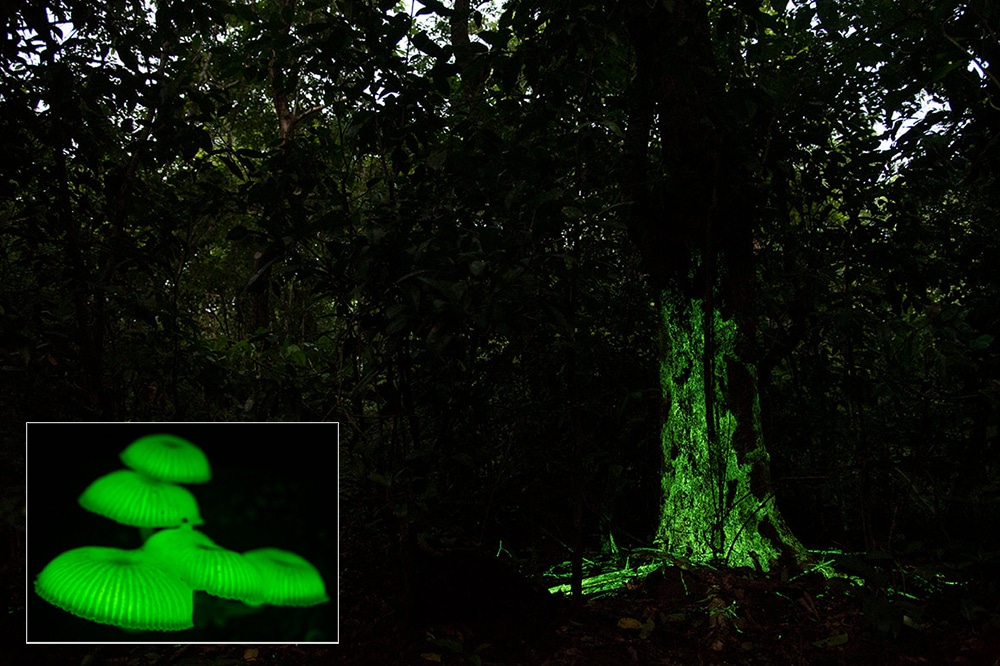 Glowing bioluminescent mushrooms illuminate a tree trunk in a dark forest.