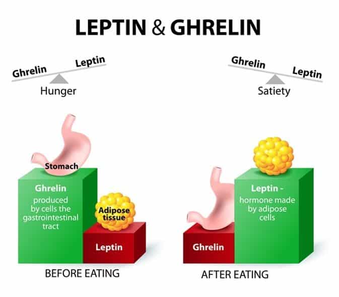 Diagram illustrating leptin and ghrelin hormone roles in hunger and satiety before and after eating.