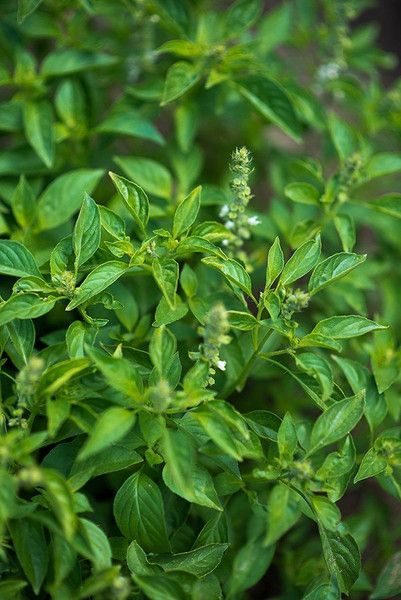 Lush basil plant with vibrant green leaves and tiny white flowers growing in a garden.