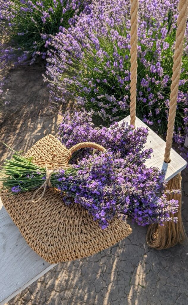 Basket of lavender on a white swing surrounded by blooming lavender field in sunlight.