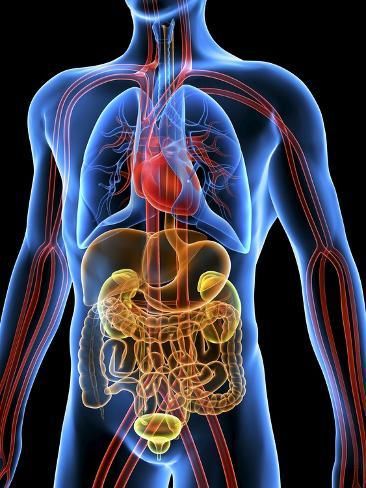 Diagram of the human body highlighting the circulatory and digestive systems with arteries and organs in vibrant colors.