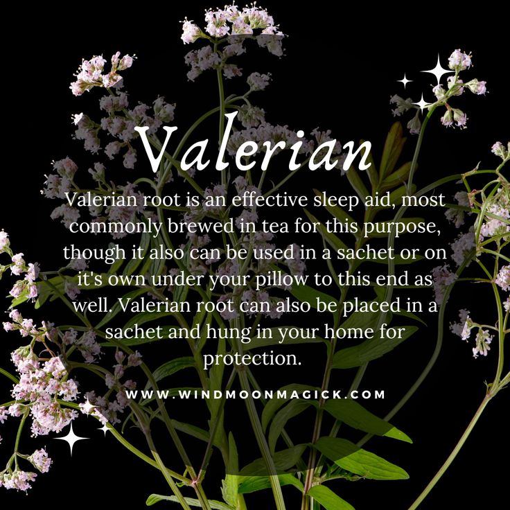 Valerian root benefits: sleep aid, tea brewing tips, and home protection uses. Enhance wellbeing naturally.