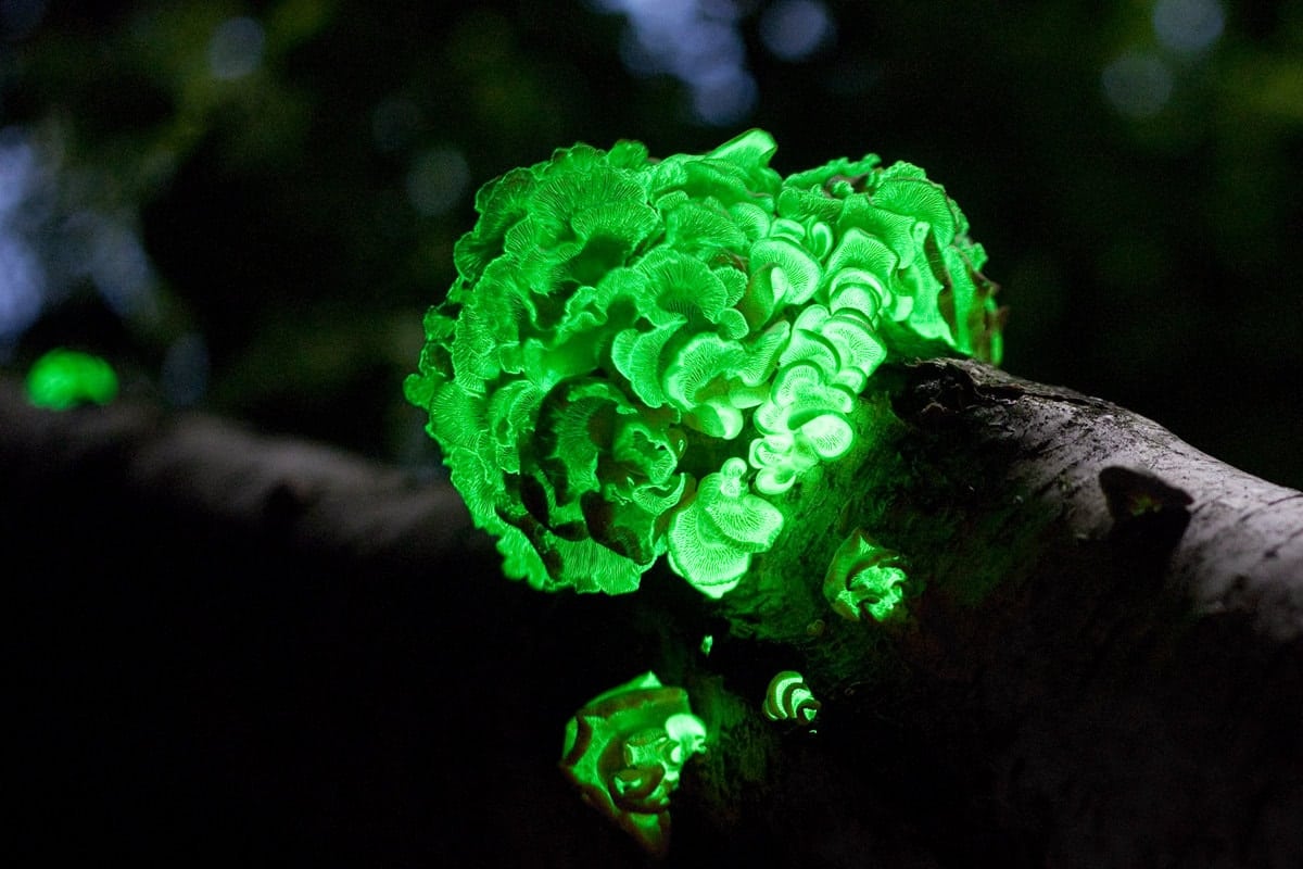 Bioluminescent fungi glowing green on a tree in the dark forest. Mystical nighttime woodland scene.