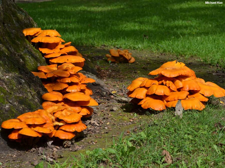 Bright orange mushrooms growing at tree base in lush green grass, highlighting natural forest biodiversity.
