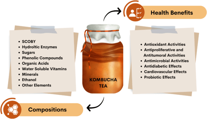 Kombucha tea composition and health benefits infographic, including antioxidants, probiotics, vitamins, and enzymes.