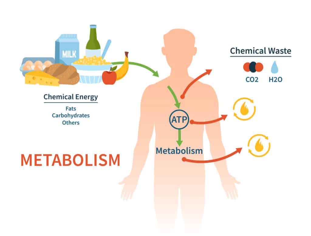 Diagram illustrating human metabolism, showing chemical energy conversion into ATP and chemical waste like CO2 and H2O.