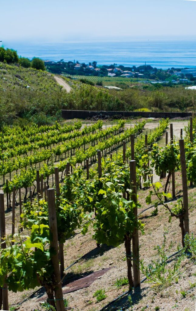Vineyard on a hillside overlooking the ocean with lush grapevines under a clear blue sky.