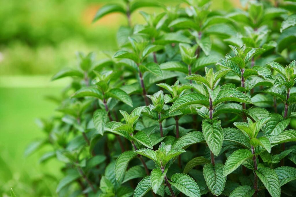 Fresh green mint leaves growing in garden, vibrant and lush, perfect for culinary and medicinal use.