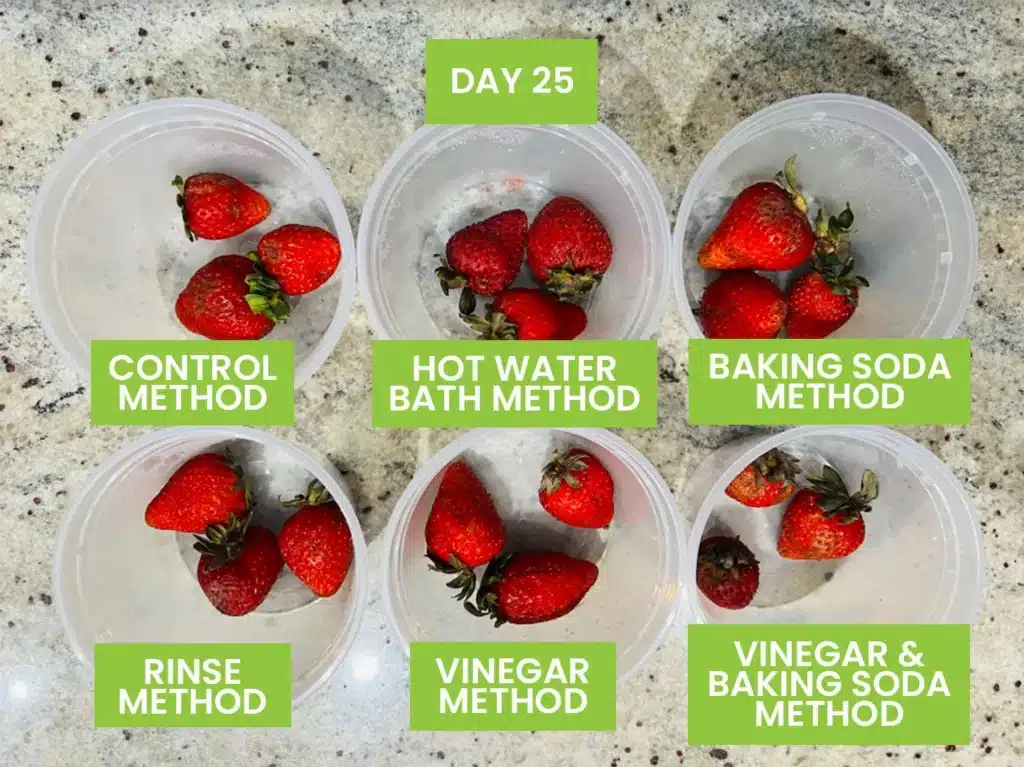 Strawberries tested with different methods: control, hot water, baking soda, rinse, vinegar on day 25.