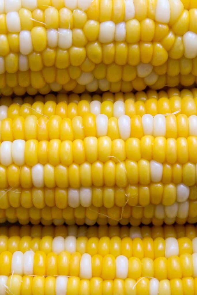 Close-up of ripe yellow and white corn kernels, showcasing fresh, natural produce.
