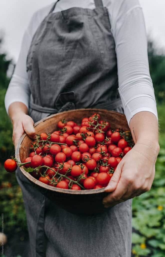 Farmer holding a wooden bowl of fresh cherry tomatoes in a garden. Organic harvest and sustainable agriculture concept.