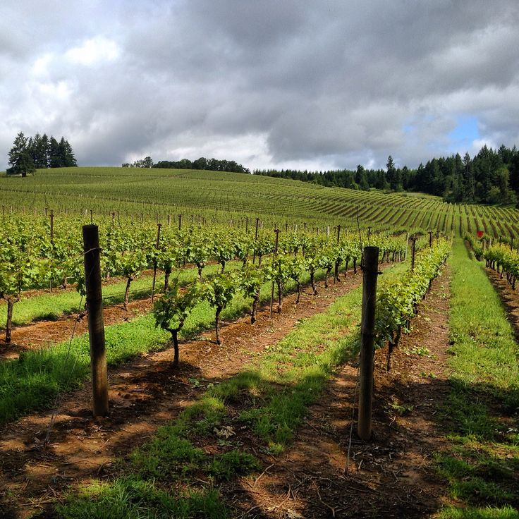 Vineyard landscape under cloudy sky, with rows of grapevines stretching across rolling hills and lush greenery.