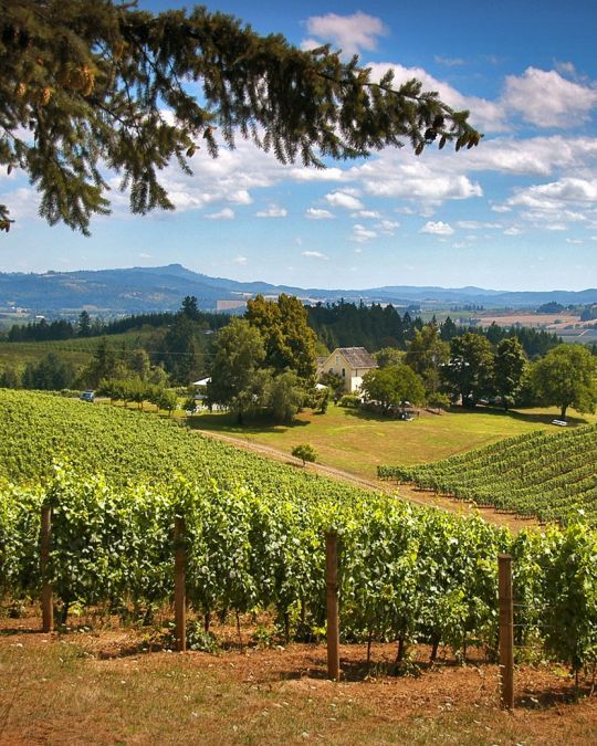 Lush vineyard under blue sky, rolling hills in the background, framed by branches, perfect summer day.