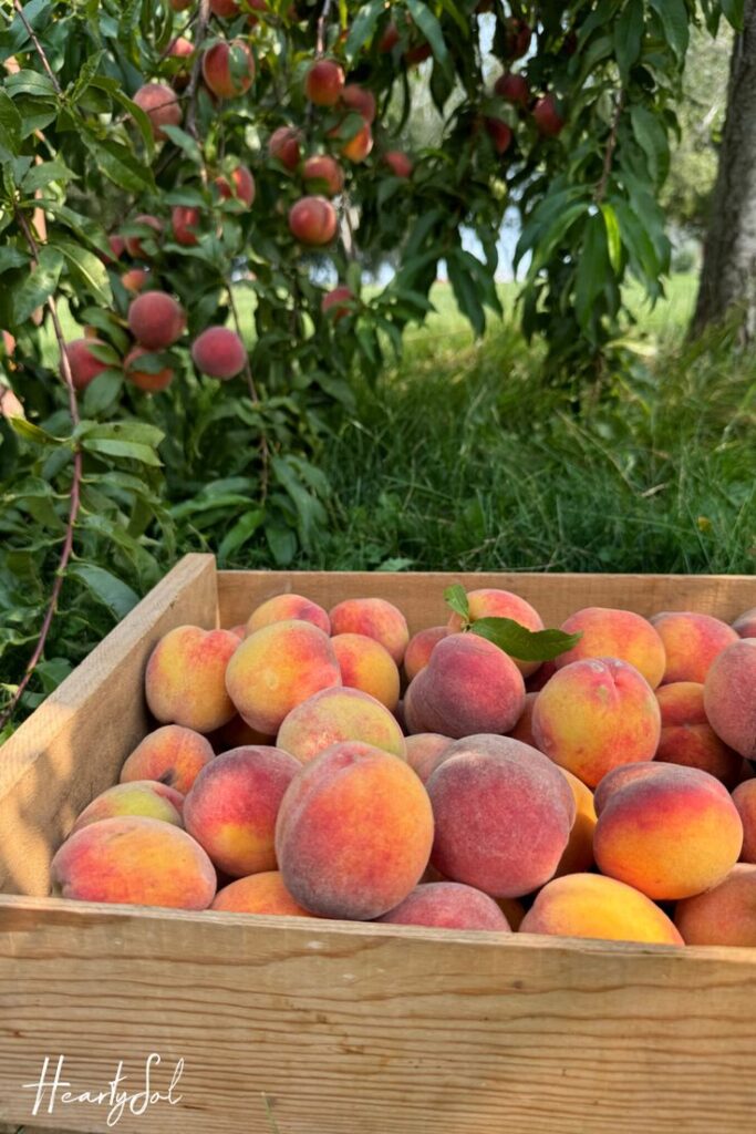 Crate of fresh peaches under a lush peach tree in a sunny orchard.