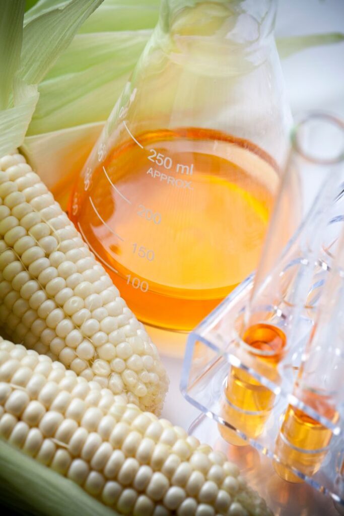 Corn with biofuel concept: Corn cobs next to laboratory beaker and test tubes filled with orange liquid.
