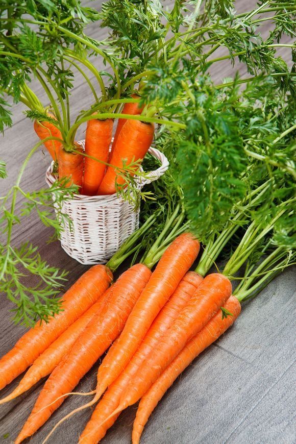 Fresh organic carrots with green tops in a basket and on a wooden table surface.