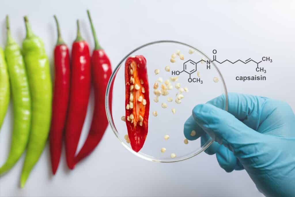 Close-up of chili pepper seeds in a petri dish with capsaicin molecular structure in the background.