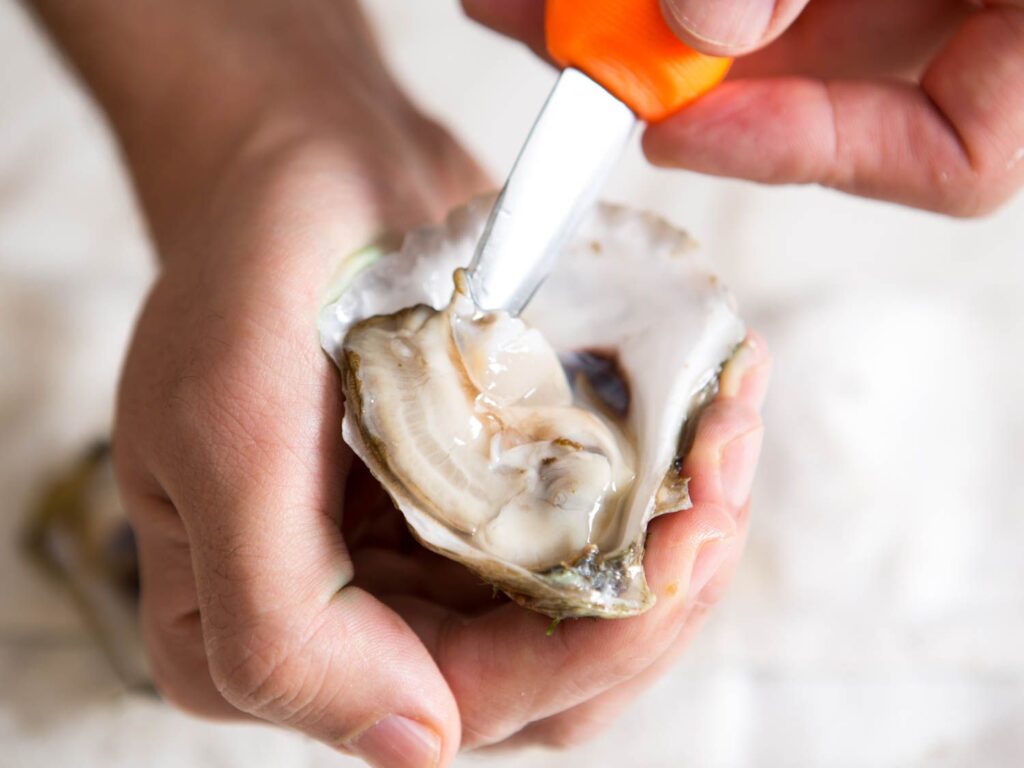 Hand shucking a fresh oyster with a knife. Steps to open oysters safely.