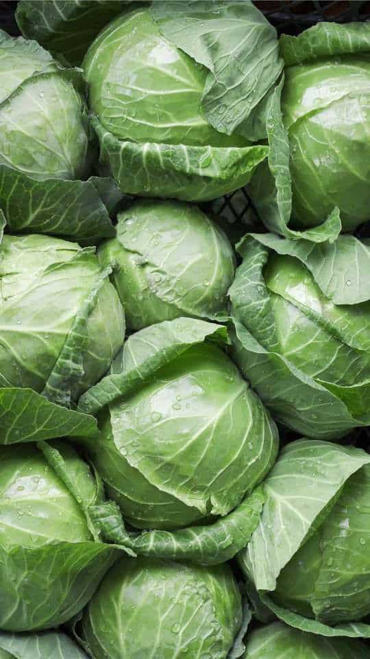 Fresh green cabbages with water droplets, showcasing vibrant textures and natural freshness.