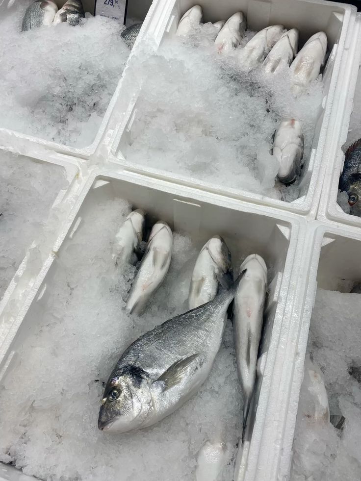 Fresh fish on ice at a seafood market, packed in styrofoam boxes for sale.