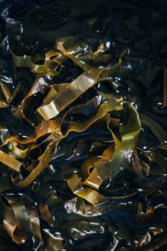 Close-up of fresh seaweed with glossy, dark green and brown hues, highlighting its texture and natural patterns.