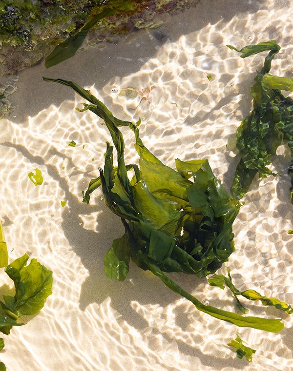 Green seaweed floating in clear, sunlit water on sandy beach.
